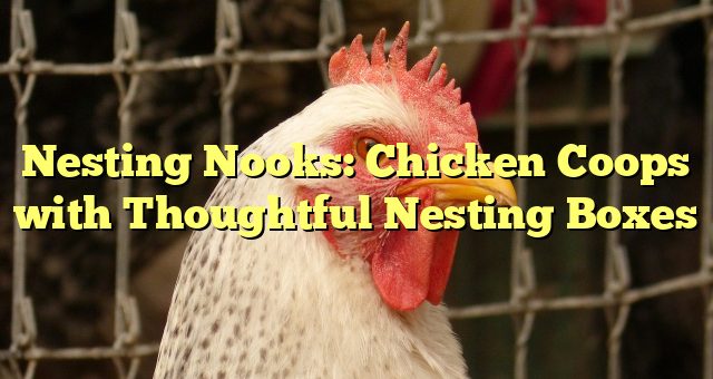 Nesting Nooks: Chicken Coops with Thoughtful Nesting Boxes 